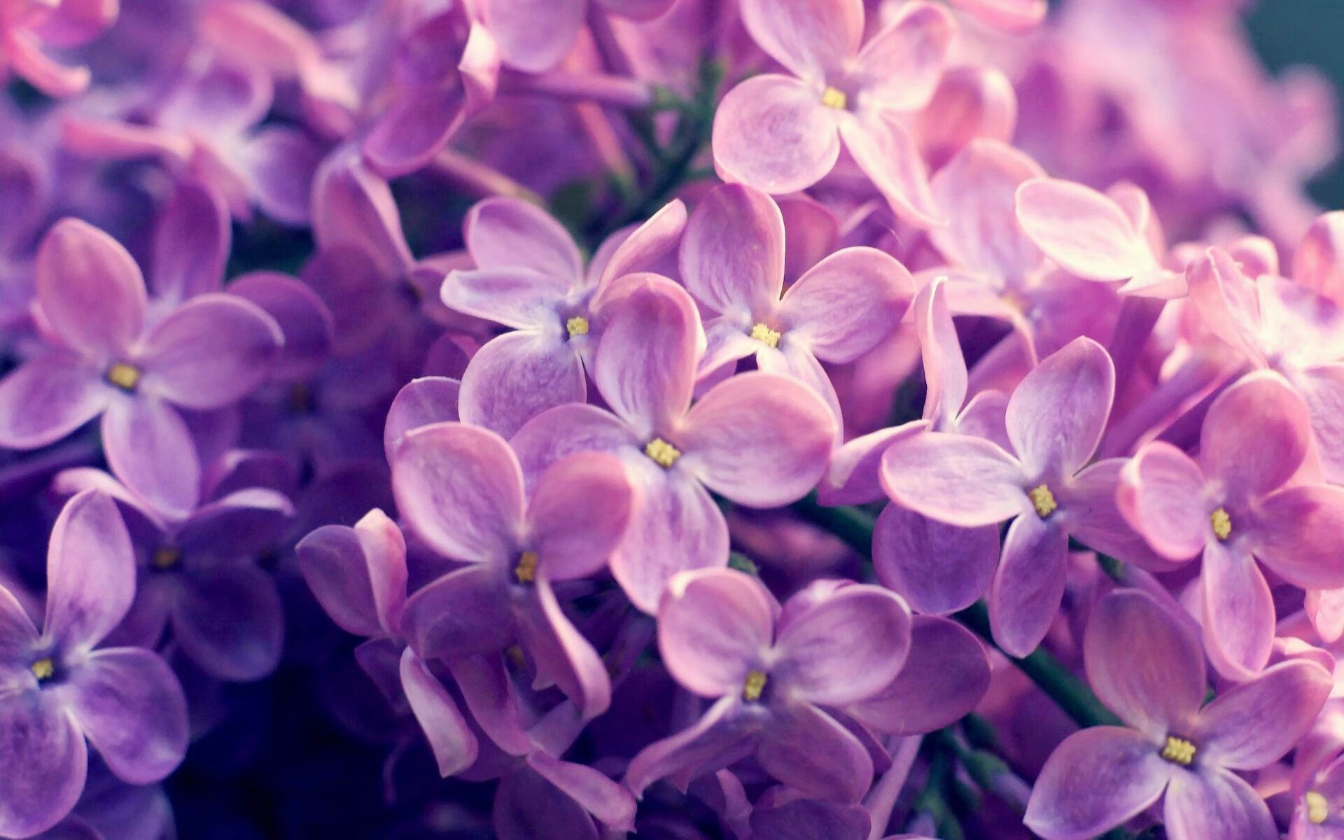 布莱顿中场控制力强,海鸥军团欲再创佳绩,布莱顿绰号