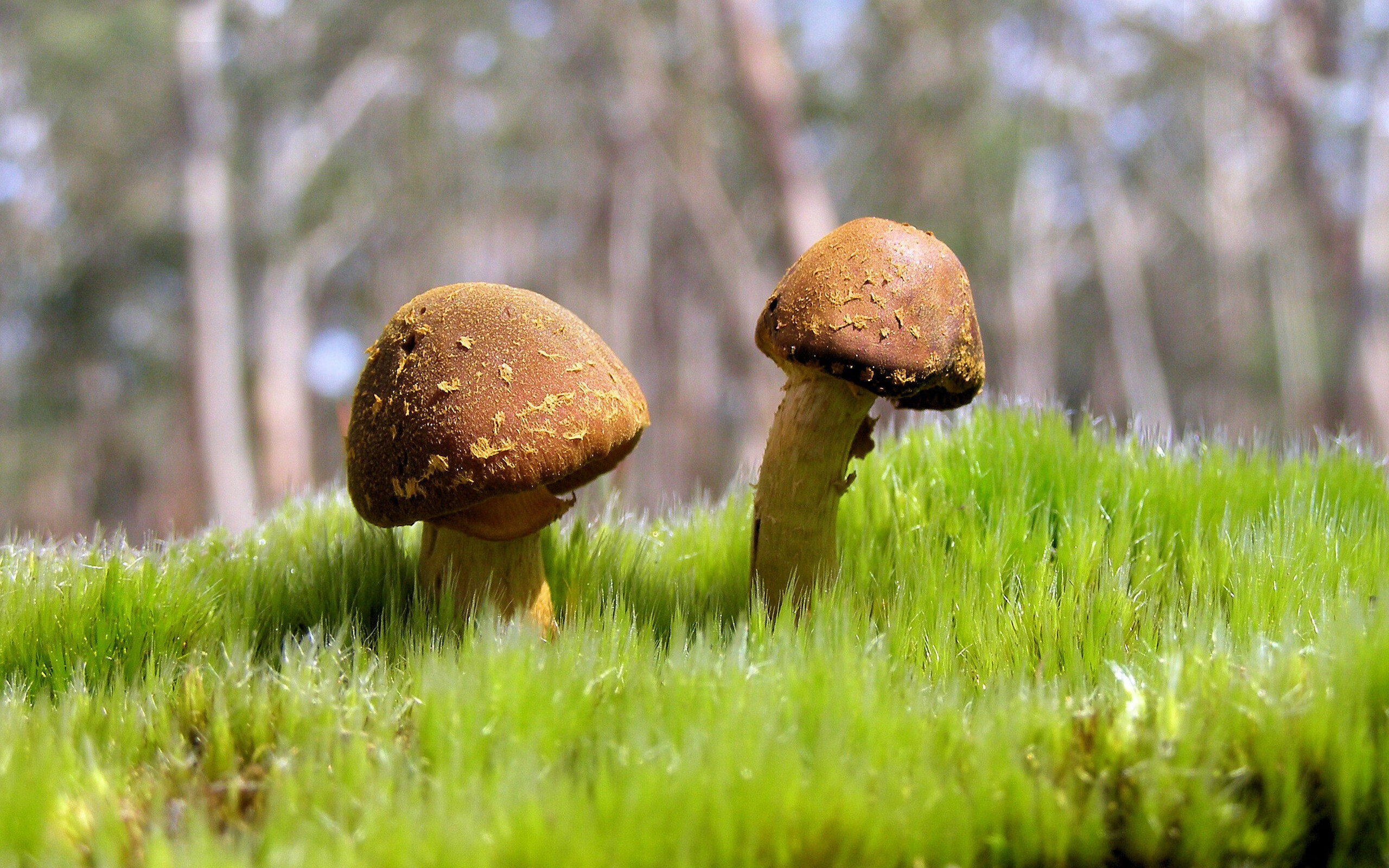 意甲联赛激烈角逐,多场比赛点球大战,意甲各队获得点球数