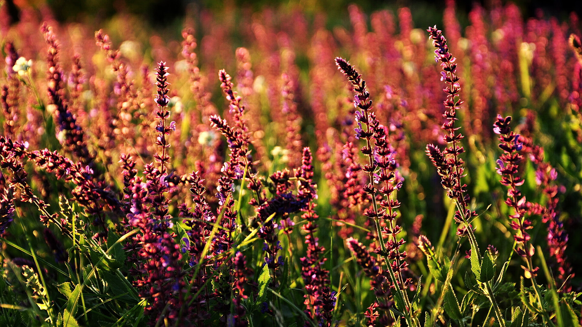 爱游戏官方入口-纳米比亚队斗志旺盛 科威特吃瘪，纳米比亚维基百科