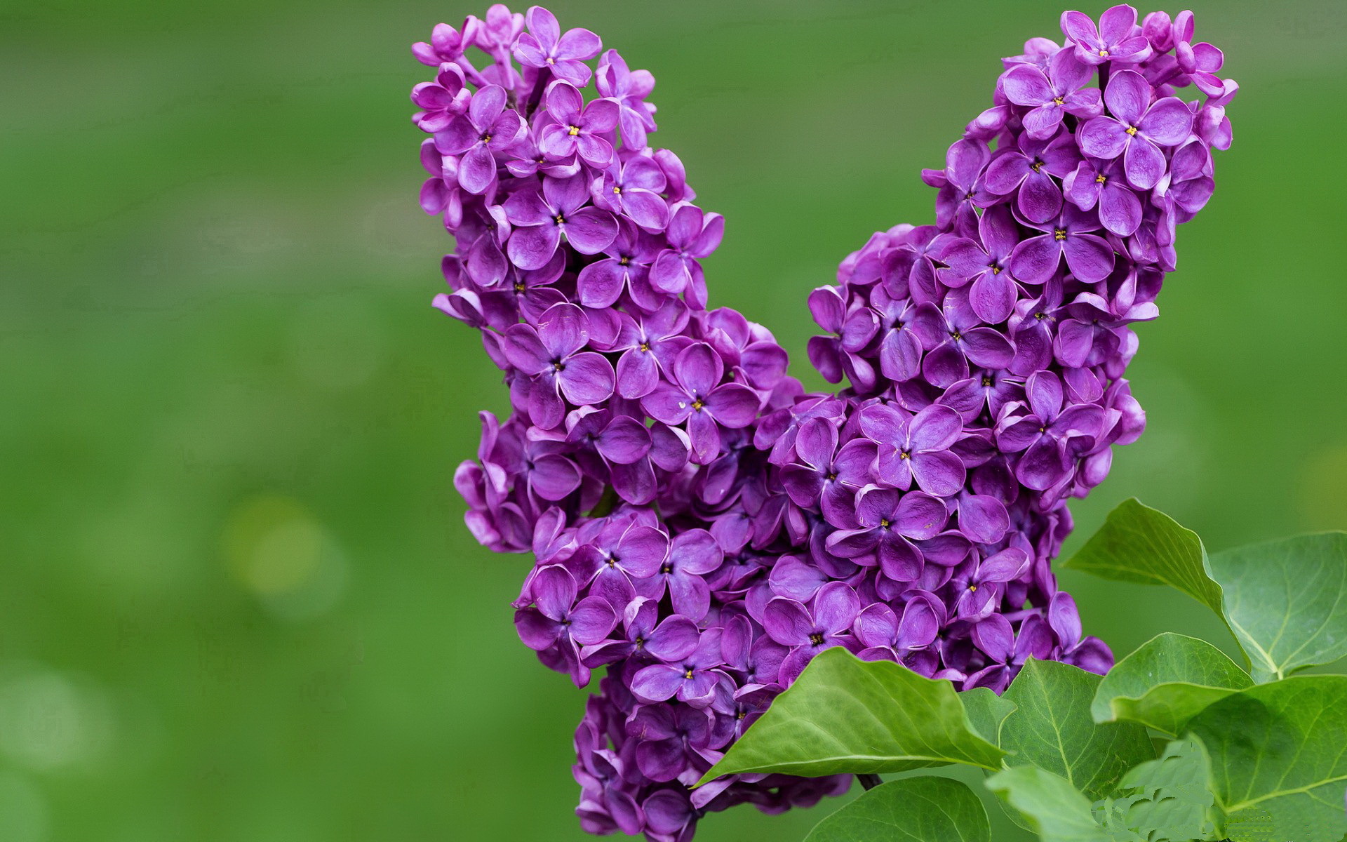 那不勒斯遭遇连败，卫冕希望渺茫，那不勒斯近期战绩