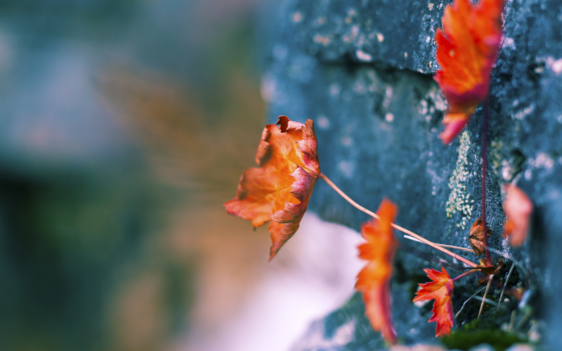 ayx-里昂中场大将伤愈复出，球队期待他的回归，里昂队大名单