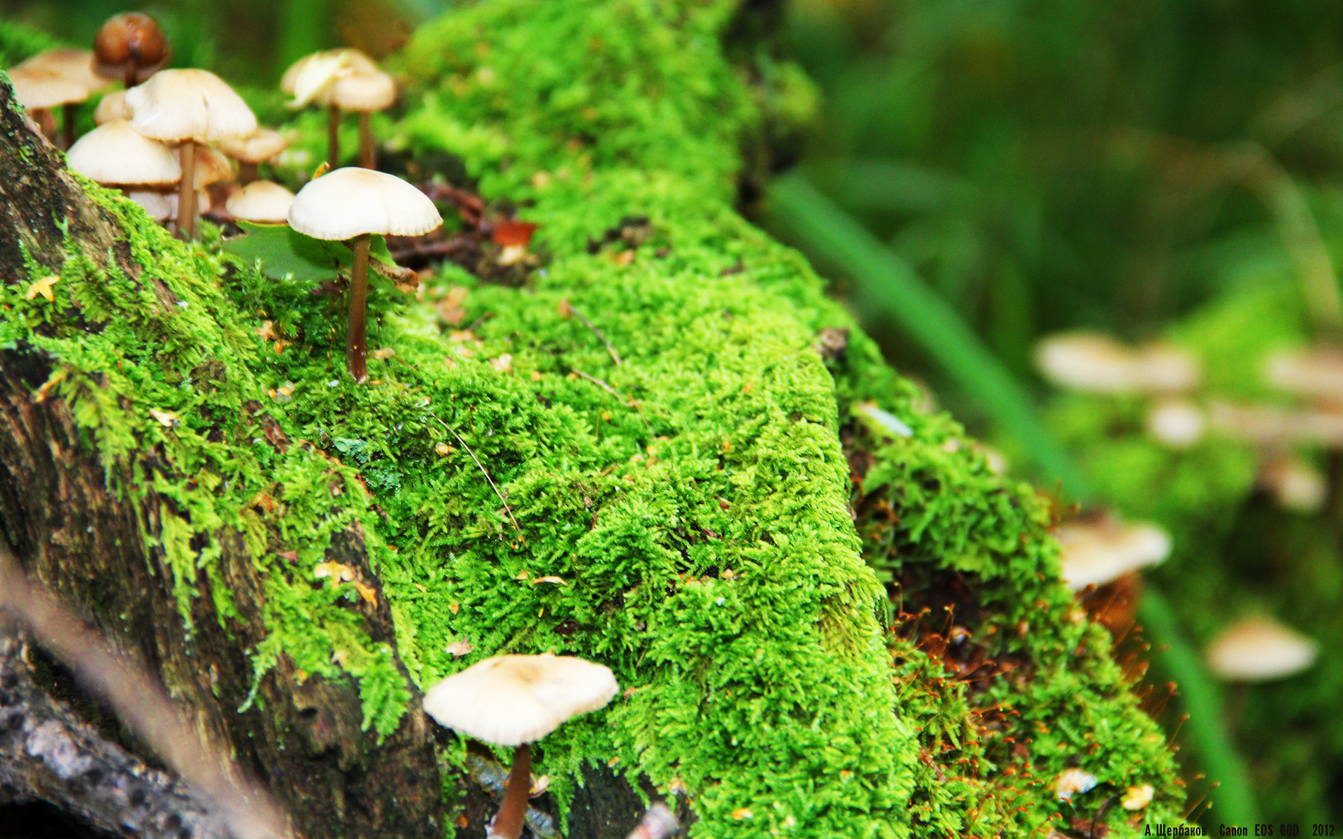 ayx-中国女篮继续保持胜势 球迷信心高涨，中国女篮赢球