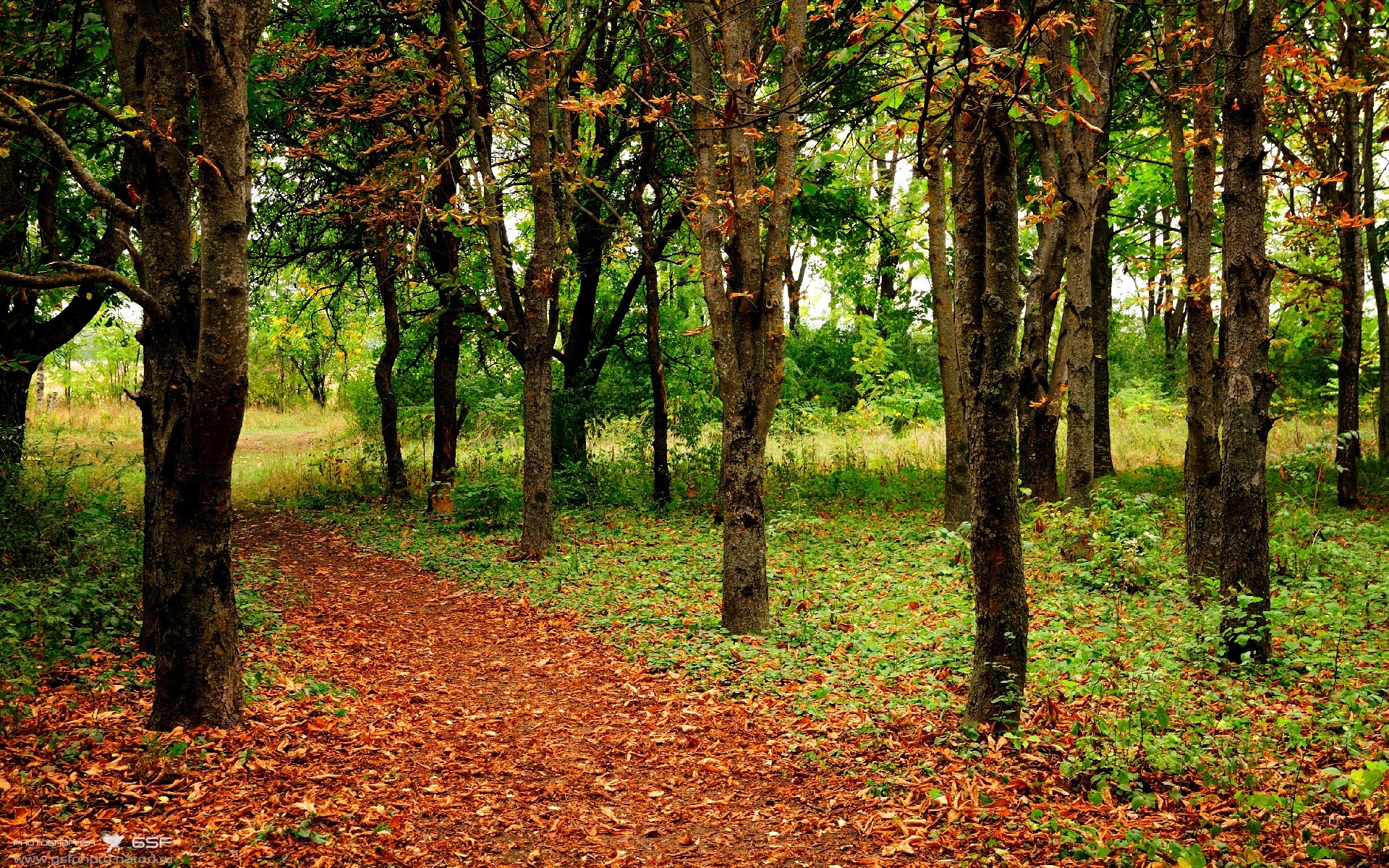 凯尔·查默斯男子100米自由泳决赛强势冲刺，男子100米自由泳决赛冠军